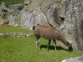 Más Fotos Machu Picchu - Cusco